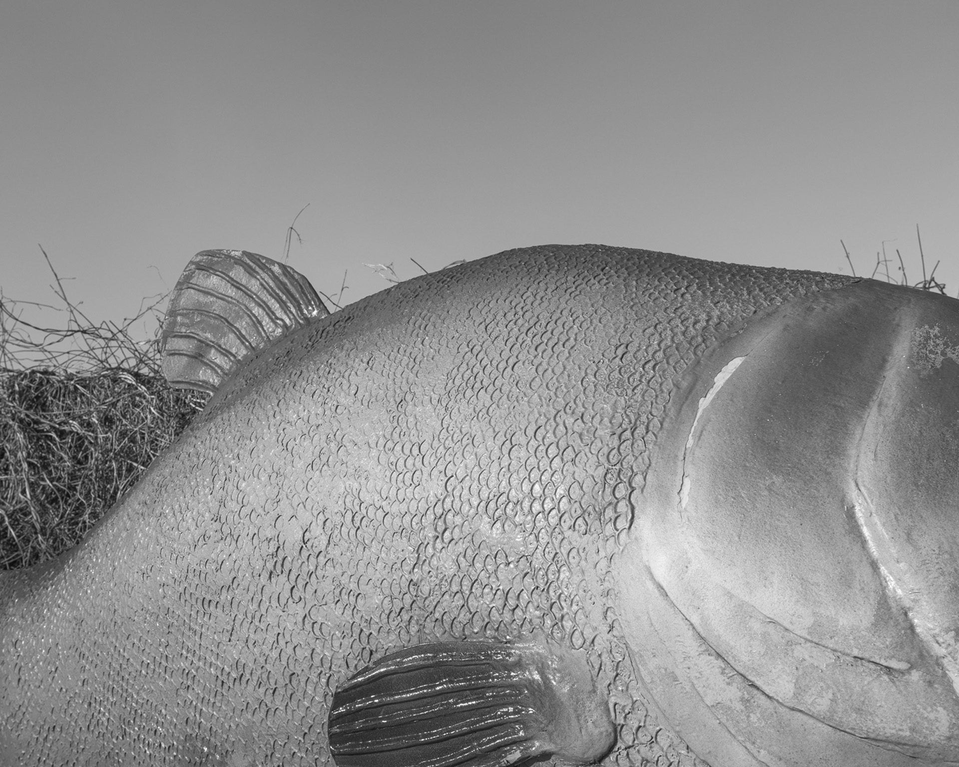Black and white photo by Karol Szymkowiak showing a close-up of fish scales