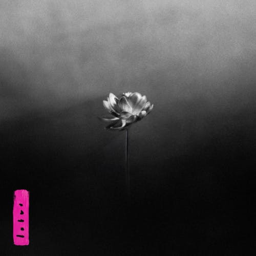 Cover art of Lotus by Little Simz featuring a black and white image of a lotus flower